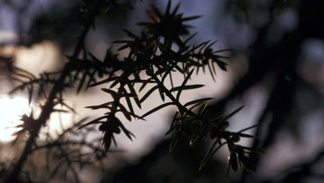 cerca de agujas de abeto en la rama de un árbol con un hermoso fondo