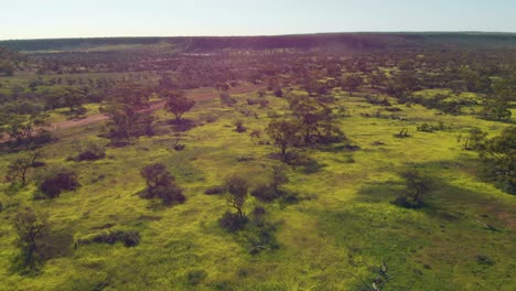 Aerial-shot-over-carpet-of-yellow-wildflowers,-Western-Australia