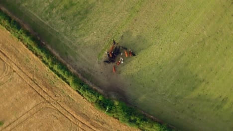 cows in a counrtyside