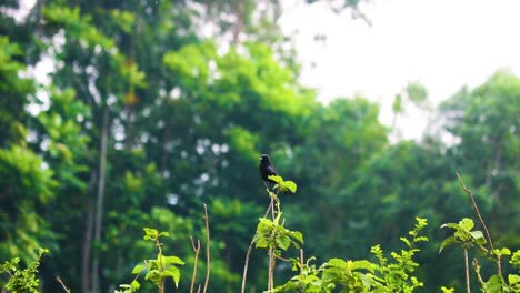 Drongo-Pájaro-Negro-Posado-Sobre-Plantas-Tropicales-En-El-Bosque-De-Bangladesh