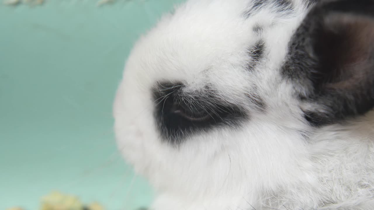 Close-up of a Baby Rabbit