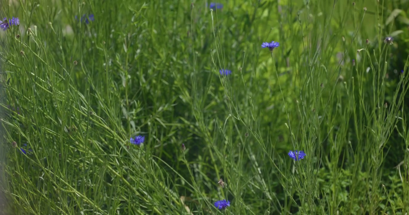 Vibrant Blue Cornflowers Swaying Gently in a Green Meadow