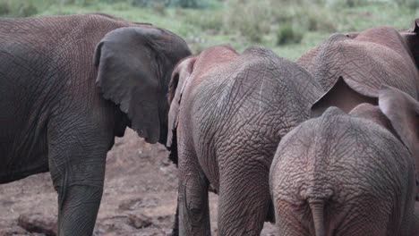 herd of african bush elephant in aberdare national park, kenya