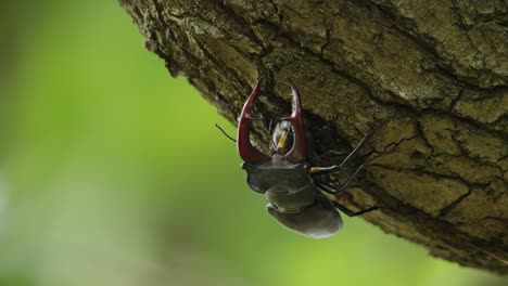 stag beetle on tree bark