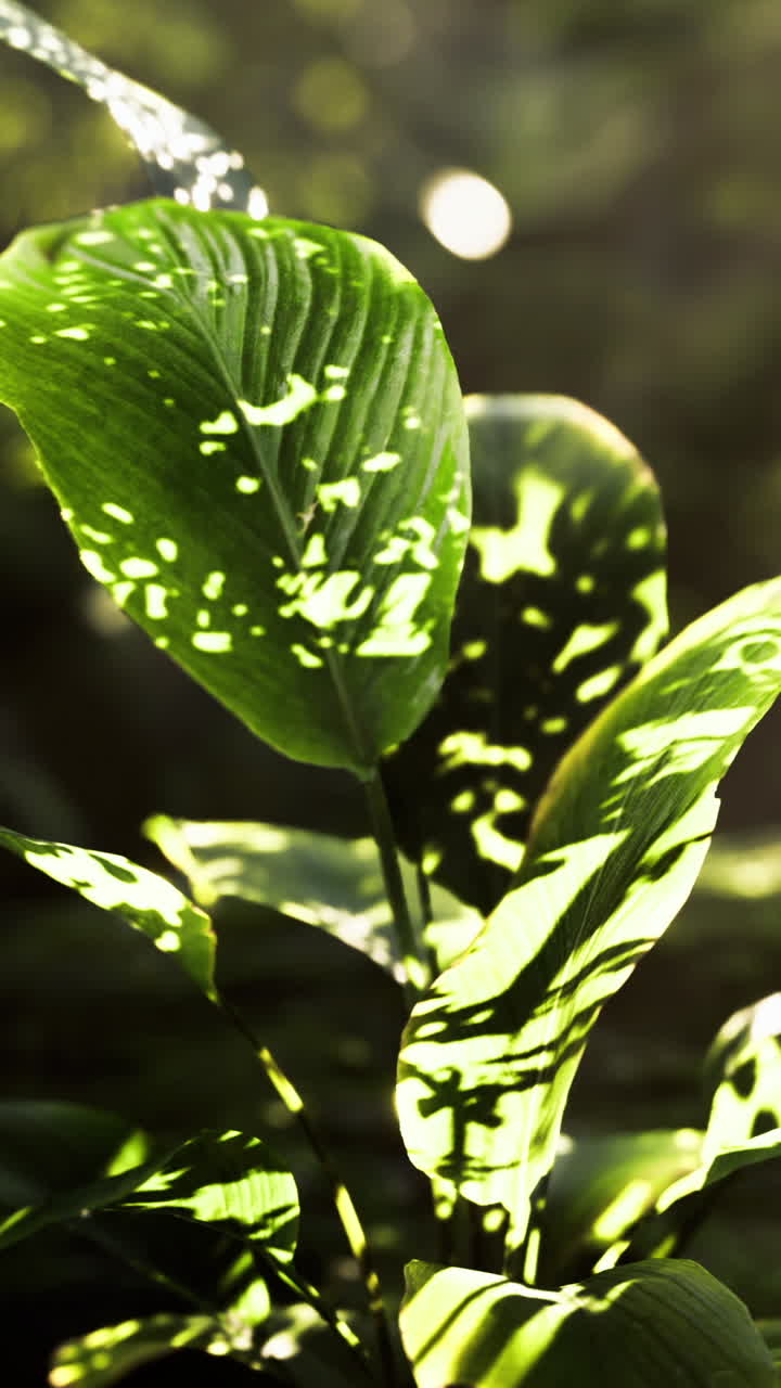 Sunlight filtering through leaves in a lush forest setting during early morning