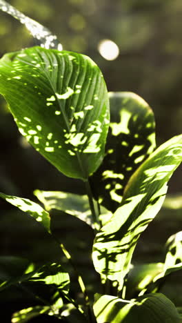 sunlight filtering through leaves in a lush forest setting during early morning