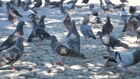 pigeons on cobblestones