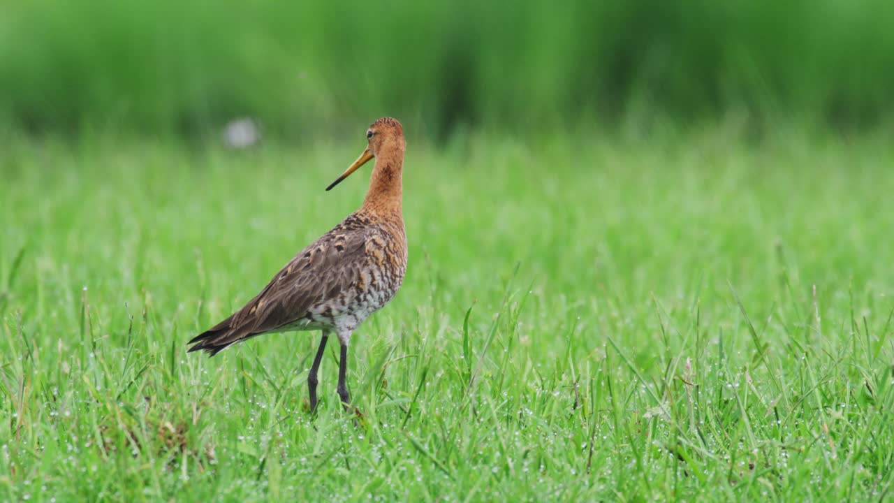 Black-tailed Godwit in a grassy field