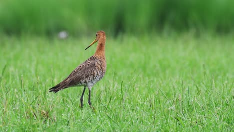 el godwit de cola negra en un campo de hierba