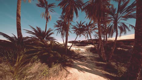 plantation of date palms intended for healthy food production