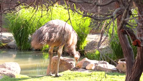 ostriches interacting near a pond in melbourne