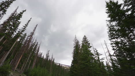 slow motion drive through an alpine forest