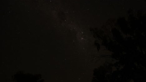 stars visible through silhouetted trees at night