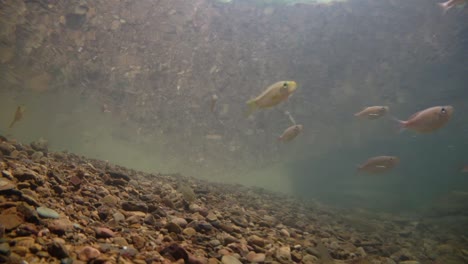 El-Parque-Nacional-Kaeng-Krachan-Es-El-Hogar-De-Muchos-Animales-Salvajes-Fantásticos-Y-Los-Arroyos-Son-Una-Fuente-De-Vida-De-Agua-Dulce-Para-Que-Los-Animales-Beban-Y-Los-Peces-Naden.