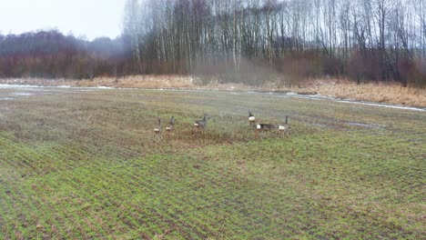 Roebuck-herd-on-green-countryside-meadow-near-bare-tree-forest,-Latvia