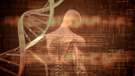 animación del hilado de cadenas de adn en 3d y procesamiento de datos sobre la vista trasera del modelo humano