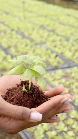 vertical video: holding young plant, person nurturing seedling in hydroponic farm environment