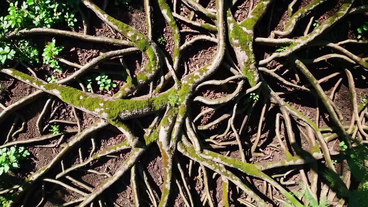 Extensive Tree Roots with Moss