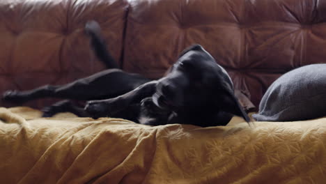 black labrador relaxing on the couch