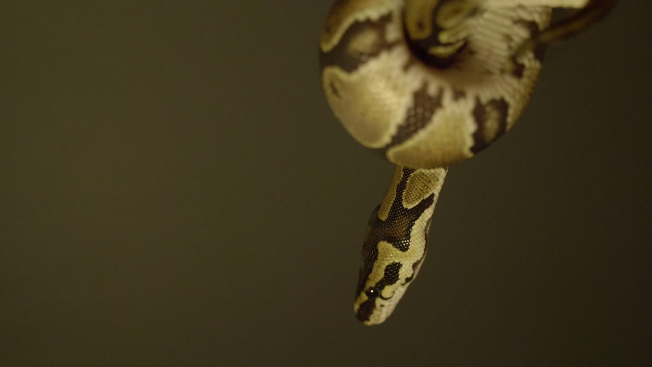 손 주위를 움직이는 아기 피톤