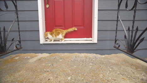 Kitten-at-the-front-step-of-the-door