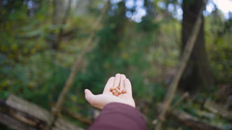 POV-Aufnahme-Eines-Weidenmeisevogels,-Der-Mit-Nüssen-Von-Der-Hand-Wegfliegt,-Slomo