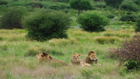 coalition of three prime male lions lying in the meadow in central kalahari game reserve, botswana