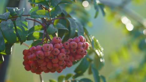 Red rowan berries growing green branch close up. Juicy ashberry hanging twig.