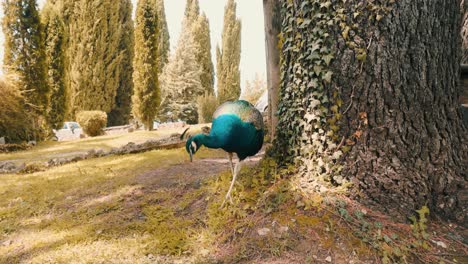 hermoso pavo real caminando por el desierto