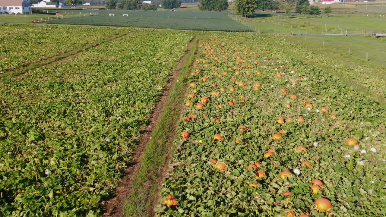 dron aéreo descendente disparado sobre el campo de calabazas naranjas y blancas en el país amish, pensilvania, ee.uu.