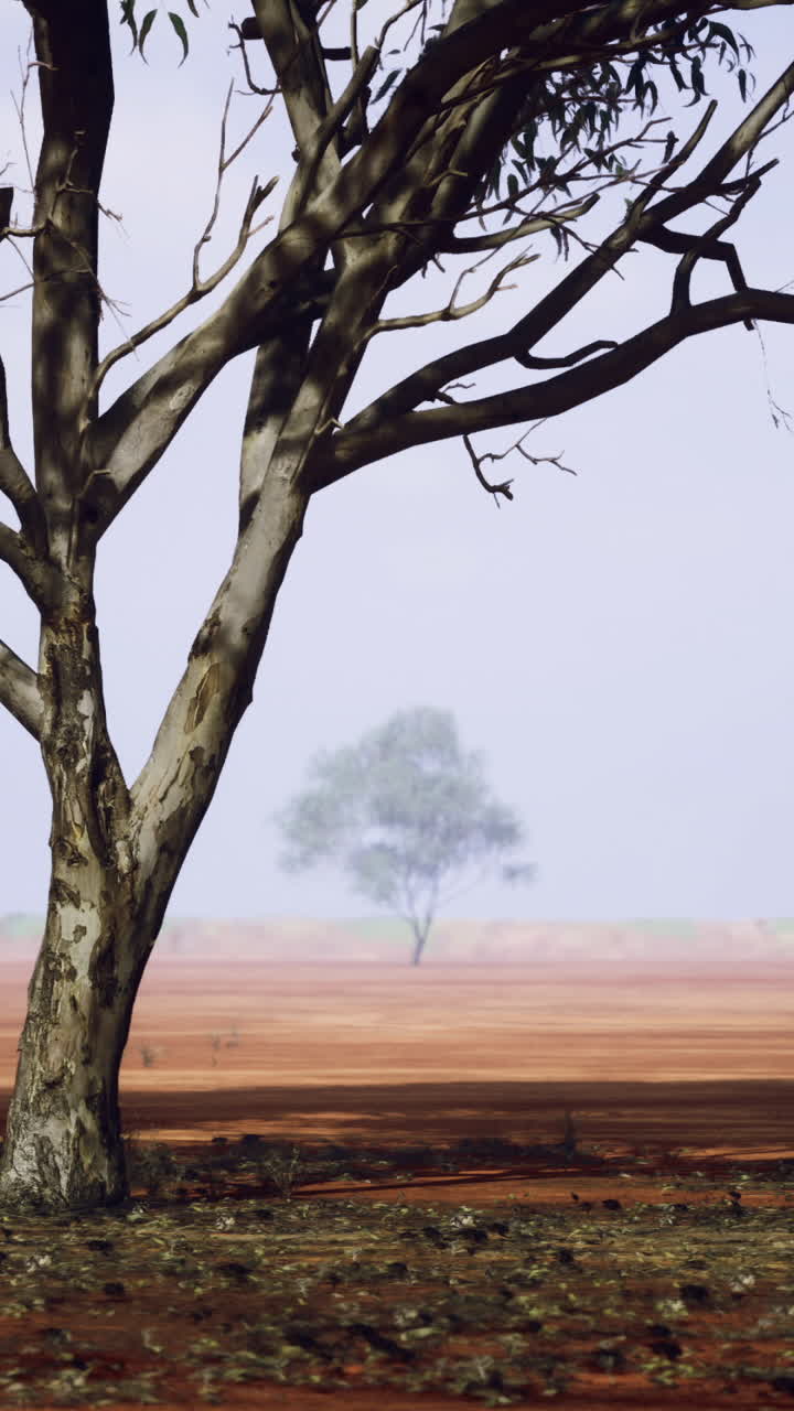 Desert landscape with solitary trees and distinctive vegetation in australia