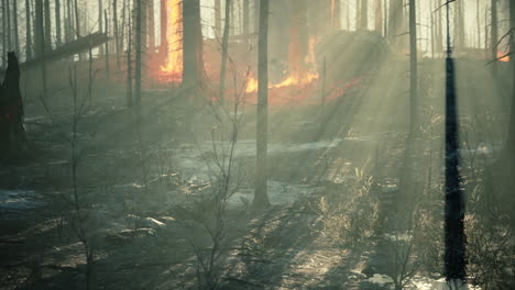 rain forest fire disaster is burning caused by humans