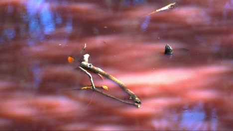 florecimiento de algas azul-verdes, halobacterium salinarum detectado en el agua, aumento de los niveles de salinidad, desencadenó una variedad de algas para liberar un carotenoide rosa, pigmentos orgánicos en los humedales de boondall