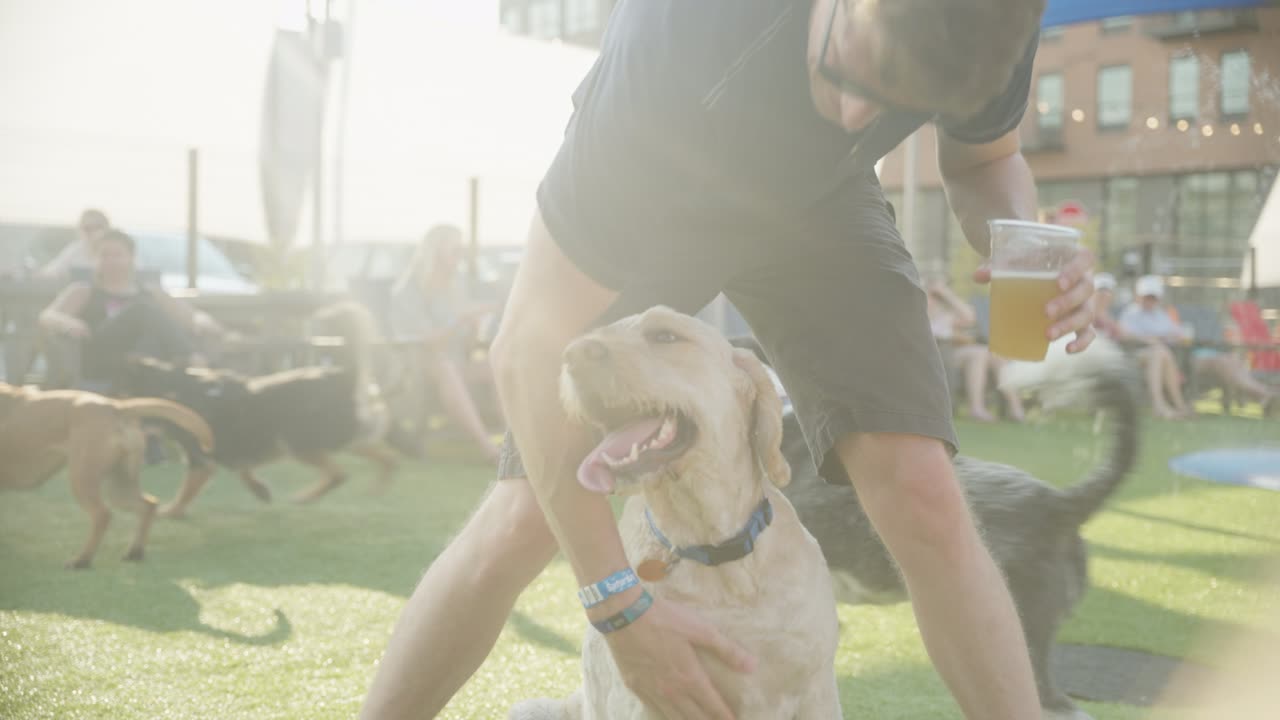 un hombre juega con perros en un parque urbano al aire libre