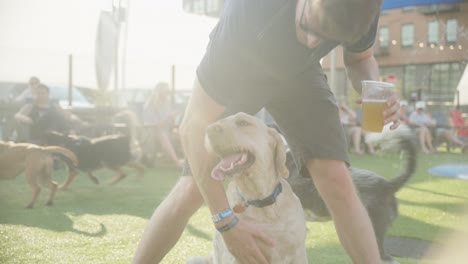 a man plays with dogs at outdoor urban dog park