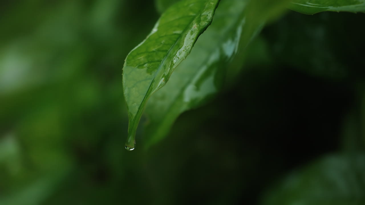 Raindrops covering fresh vibrant green leaves