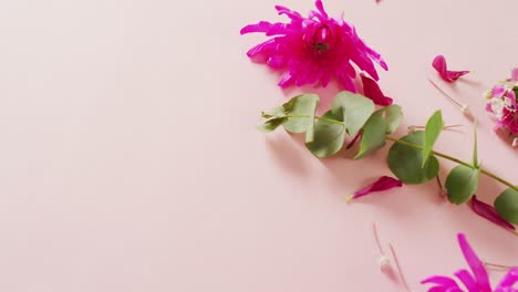 video de flores rosadas con espacio de copia en fondo rosado
