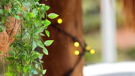 rain falling on dischidia plant in melbourne