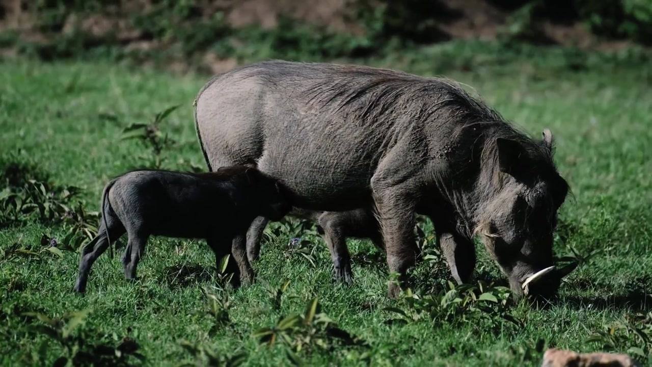 Ung vortesvin, der dier sin mor ved Ol Pejeta Conservancy i Kenya, viser afrikansk dyrelivsadfærd i et naturligt græslandshabitat.