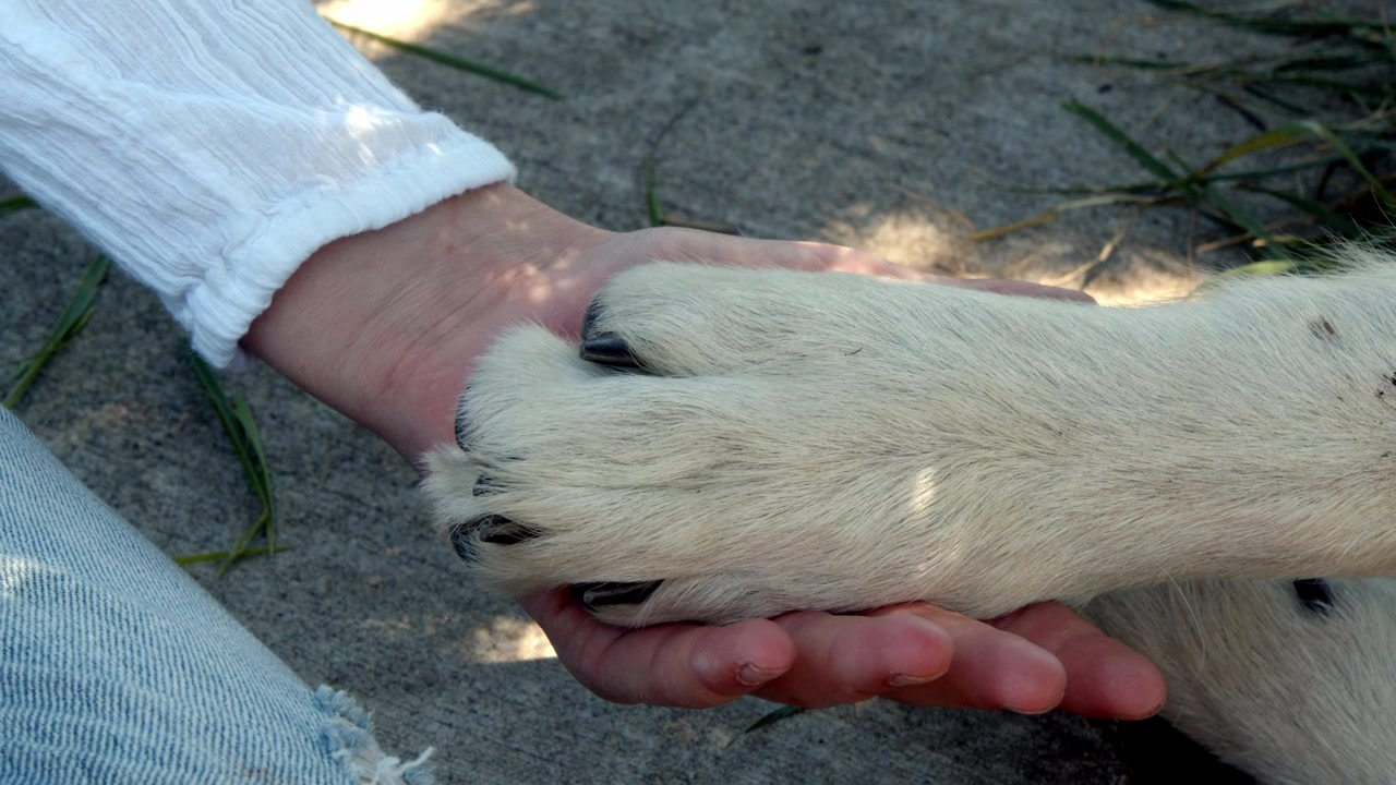Ein grauer Wolf namens Koa.