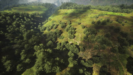 tropical forest in morning view of highland malaysia