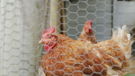 Close-up-of-two-hens-behind-fence-on-farm