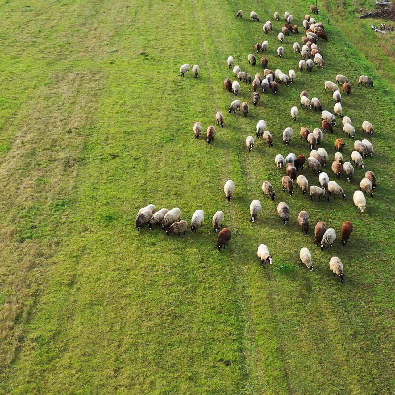 Vista aerea con drone di un gregge di pecore che pascola sull'erba in un campo verde. Le pecore brucano su un prato verde.