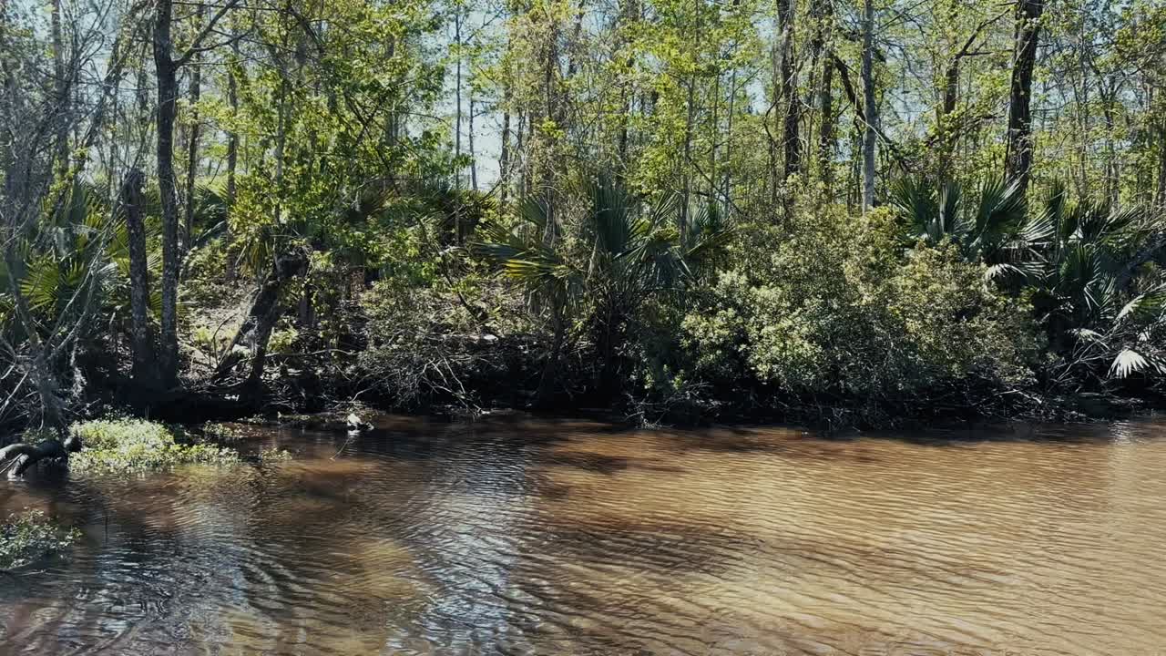 Swampy Bayou Landscape