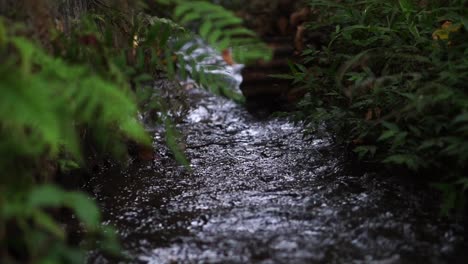 Un-Arroyo-Fluye-Entre-Plantas-Verdosas-Y-Hay-Un-Reflejo-De-La-Luz-Del-Sol-Que-Sorprende-La-Naturaleza-En-Un-Bosque