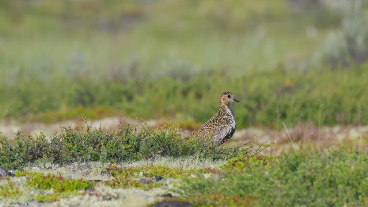 el plover dorado europeo (pluvialis apricaria), el parque nacional dovrefjell sunndalsfjella, en noruega.