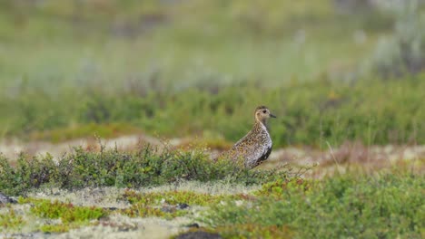 el plover dorado europeo (pluvialis apricaria), el parque nacional dovrefjell sunndalsfjella, en noruega.