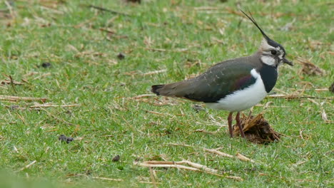 Single-Lapwing-turning-and-walking-towards-the-camera-while-stopping-to-feed,-in-the-North-Pennines-County-Durham-UK