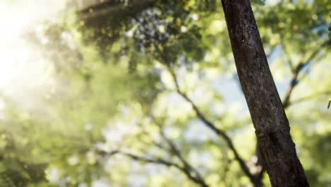 Los-Rayos-De-Sol-Se-Vierten-A-Través-De-Los-árboles-En-El-Bosque-Brumoso