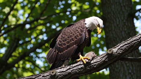 bald eagle with prey on a branch